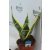 Anyósnyelv Sansevieria trif. ”Futura superba”