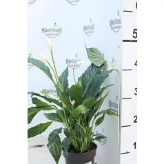 Vitorlavirág Spathiphyllum Sweet Chico 5+, 13 cm cs