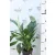 Vitorlavirág Spathiphyllum Sweet Chico 5+, 13 cm cs