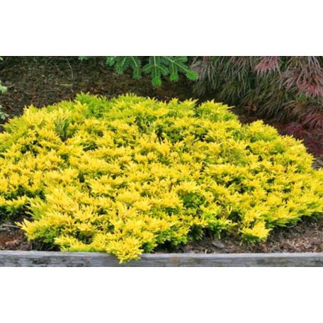 Arany terülőboróka 'Golden Carpet' Juniperus Horizontalis Golden Carpet 20/30 K2