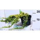 Arany terülőboróka 'Golden Carpet' Juniperus Horizontalis Golden Carpet 20/30 K2