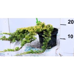   Arany terülőboróka 'Golden Carpet' Juniperus Horizontalis Golden Carpet 20/30 K2