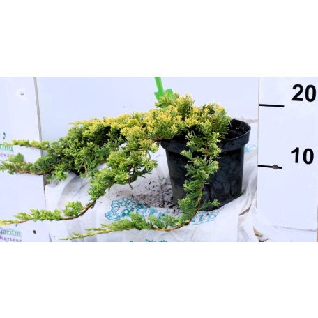 Arany terülőboróka 'Golden Carpet' Juniperus Horizontalis Golden Carpet 20/30 K2