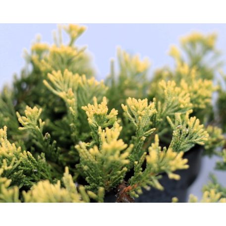 Arany terülőboróka 'Golden Carpet' Juniperus Horizontalis Golden Carpet 20/30 K2