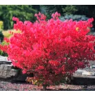 Szárnyas kecskerágó Euonymus alatus 'Compactus' 30/40 K2