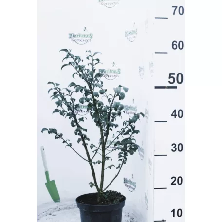 Szárnyas kecskerágó Euonymus alatus 'Compactus' 30/40 K2