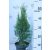 Smaragd tuja Thuja occidentalis 'Smaragd'  30/40 K2