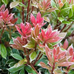 Babérhanga Pieris japonica 'Little Heath' K2 lit.