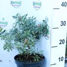 Babérhanga Pieris japonica 'Little Heath' K2 lit.