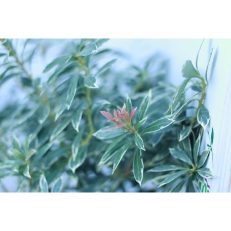 Babérhanga Pieris japonica 'Little Heath' K2 lit.