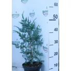 Kínai boróka 'Blue Alps' Juniperus chinensis 'Blue Alps' K2