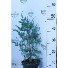   Kínai boróka 'Blue Alps' Juniperus chinensis 'Blue Alps' K2