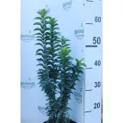 Oszlopos japán kecskerágó Euonymus japonicus 'Green Spire' K2