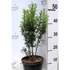 Oszlopos japán kecskerágó Euonymus japonicus 'Green Spire' K2