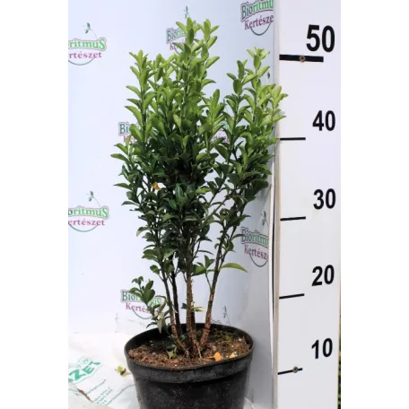 Oszlopos japán kecskerágó Euonymus japonicus 'Green Spire' K2
