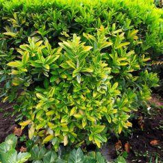   Aprólevelű japán kecskerágó Euonymus japonicus 'Microphyllus Aureovariegatus' K1,5