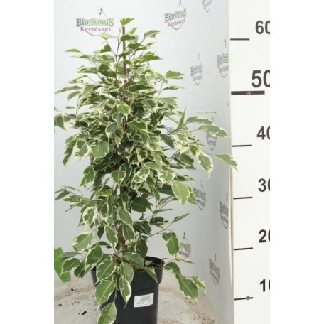 Kislevelű fikusz 'Twilight' Ficus benjamina 'Twilight'