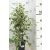 Kislevelű fikusz 'Twilight' Ficus benjamina 'Twilight'