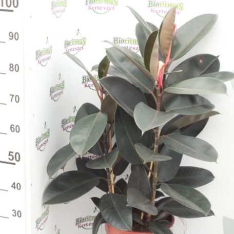 Szobafikusz Ficus Elastica Abidjan