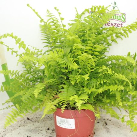 Szobapáfrány Nephrolepis exaltata 'Boston Blue Bell