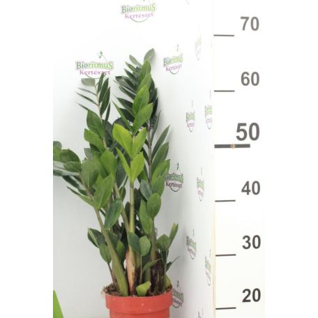 Agglegénypálma Zamiopálma Zamioculcas zamiifolia