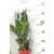 Agglegénypálma Zamiopálma Zamioculcas zamiifolia