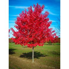   Acer rubrum 'Summer Red' - Vörös juhar 100-125 cm  C3 lit.