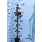 Vörös juhar Acer rubrum 'Summer Red' 100-125 cm C3 lit.