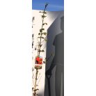 Vörös juhar Acer rubrum 'Summer Red' 100-125 cm C3 lit.