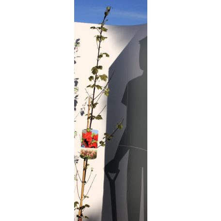 Vörös juhar Acer rubrum 'Summer Red' 100-125 cm C3 lit.