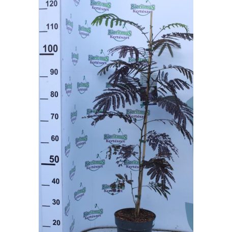 Bordó levelű selyemakác Albizia julibrissin 'Summer Chocolate' 80-100 cm  C5 lit