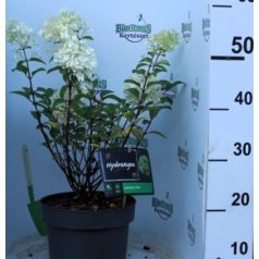   Fehér bugás hortenzia Hydrangea paniculata 'Bobo' 40-50 cm  C5 lit.