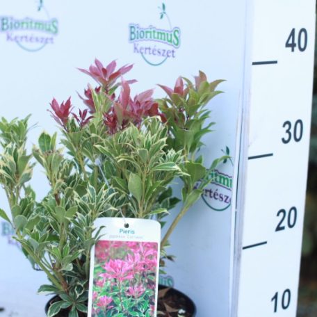 Japán babérhanga Pieris Japonica 'Carnaval' 30 cm C2 lit.