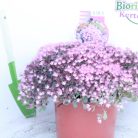 Japán varjúháj Sedum cauticola Lidakense 20-25 cm P15