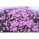 Japán varjúháj Sedum cauticola Lidakense 20-25 cm P15