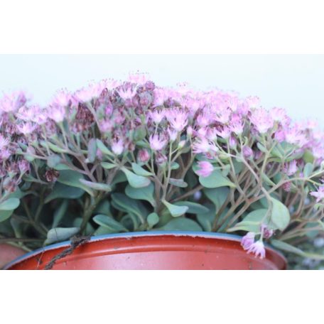 Japán varjúháj Sedum cauticola Lidakense 20-25 cm P15