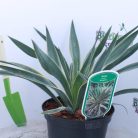 Tarkalevelű pompás pálmaliliom Yucca gloriosa Variegata 25-30 cm C2