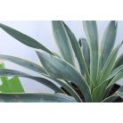 Tarkalevelű pompás pálmaliliom Yucca gloriosa Variegata 25-30 cm C2