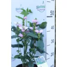 Csinos gerlefej Chelone obiliqua P19