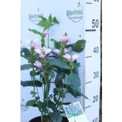 Csinos gerlefej Chelone obiliqua P19