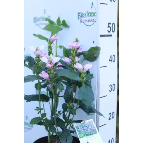 Csinos gerlefej Chelone obiliqua P19