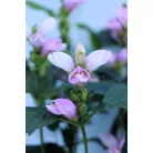 Csinos gerlefej Chelone obiliqua P19