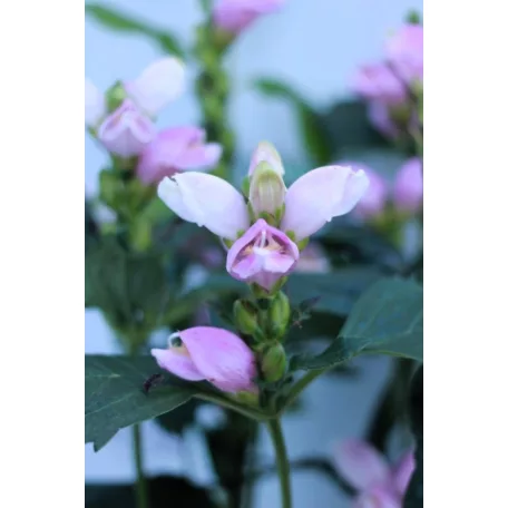 Csinos gerlefej Chelone obiliqua P19