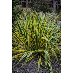   Fehér tarka levelű kerti pálmaliliom Yucca filamentosa 'Bright Edge' 25-30 cm C2