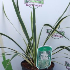   Fehér tarka levelű kerti pálmaliliom Yucca filamentosa 'Bright Edge' 25-30 cm C2