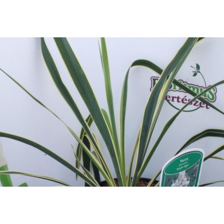 Fehér tarka levelű kerti pálmaliliom Yucca filamentosa 'Bright Edge' 25-30 cm C2