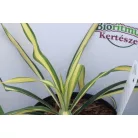 Csíkos levelű kerti pálmaliliom Yucca filamentosa Color Guard 25-30 cm C2 GRO3