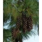 Himalájai selyemfenyő Pinus wallichiana K2 lit.