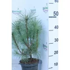 Himalájai selyemfenyő Pinus wallichiana K2 lit.