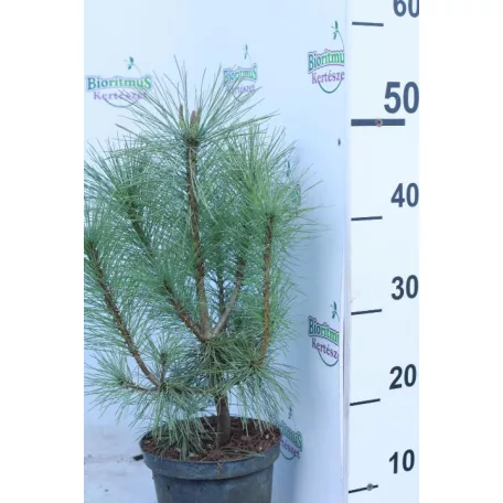 Himalájai selyemfenyő Pinus wallichiana K2 lit.